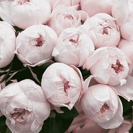 Роза Флорибунда Peony Pink