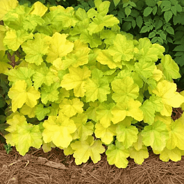 Гейхера  Lemon Dinosaur
