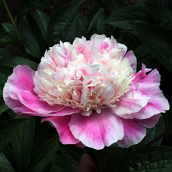 Пион травянистый Кора Стаббс