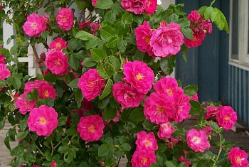 Роза канадская плетистая Вильям Баффин