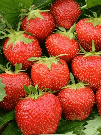 Земляника садовая Эльсанта