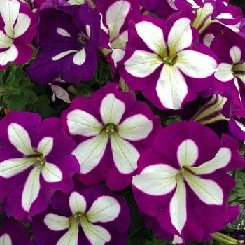 Петуния Crazytunia Lucky Lilac