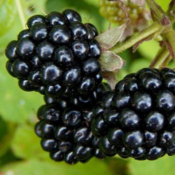 Ежевика садовая Vitachi