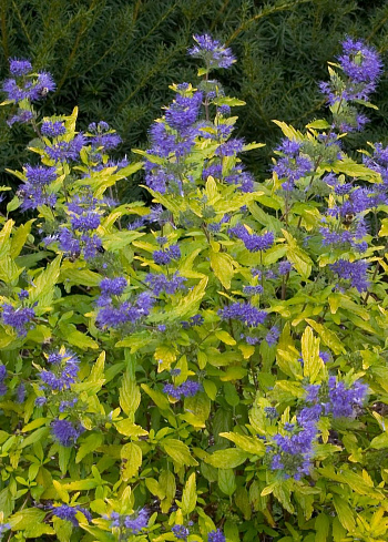 Кариоптерис кландоненский Sunny Blue 