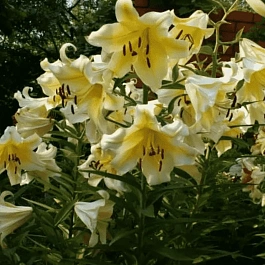 Лилия Conca D'or