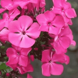 Флокс метельчатый Цыганская Венгерка