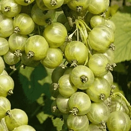 Смородина зеленоплодная Изумрудное ожерелье