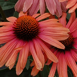 Эхинацея пурпурная Мама Мия Эхинацея пурпурная Мама Мия