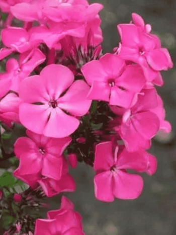 Флокс метельчатый Цыганская Венгерка