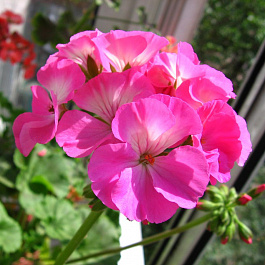 Пеларгония зональная Апаче Дип Роуз