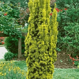 Тис ягодный Fastigiata Aurea