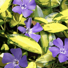 Барвинок малый Illumination