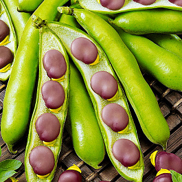 Бобы овощные Русские черные