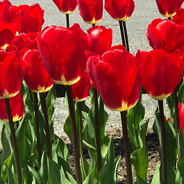 Тюльпан Дарвинов гибрид Фостери Кинг