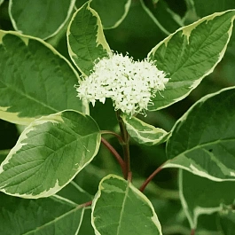 Дерен белый Argenteomarginata