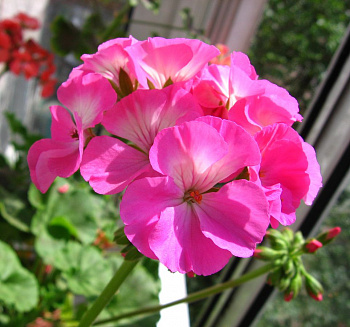 Пеларгония зональная Апаче Дип Роуз