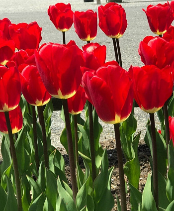 Тюльпан Дарвинов гибрид Фостери Кинг