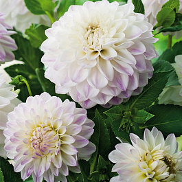 Георгина Декоративная Виттем