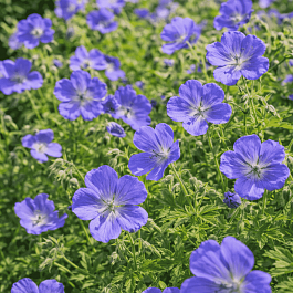 Герань гималайская Baby Blue