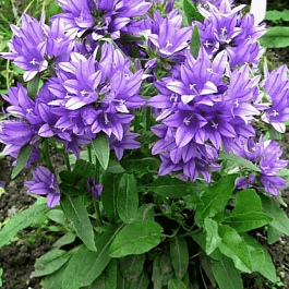 Колокольчик скученный Acaulis