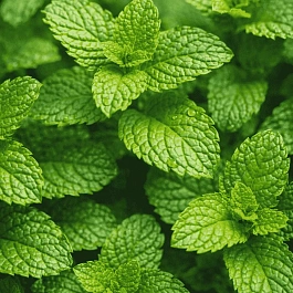 Мята колосистая Испанская