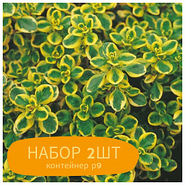 Тимьян лимоннопахнущий Мистик Лимон НАБОР 2ШТ Тимьян лимоннопахнущий Мистик Лимон НАБОР 2ШТ