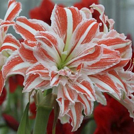 Амариллис махровый Дэнсинг Квин