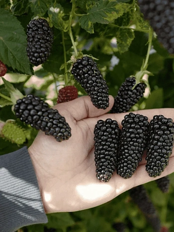 Ежевика садовая Karaka Black