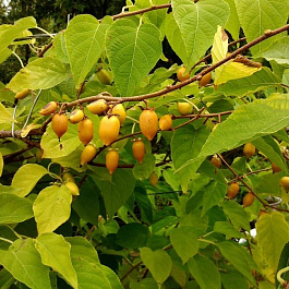 Актинидия полигама Абрикосовая (женский)