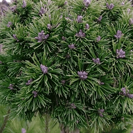 Сосна горная Little Lady штамб 60 см