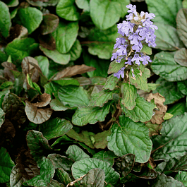 Живучка ползучая Bronze Beauty