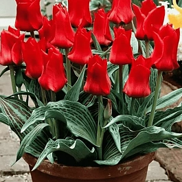 Тюльпан ботанический Red Riding Hood