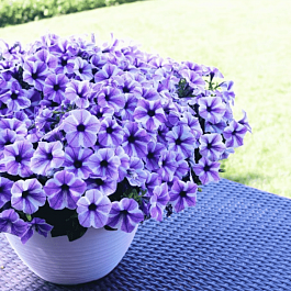 Петуния Sweetunia Starfish (Кашпо)