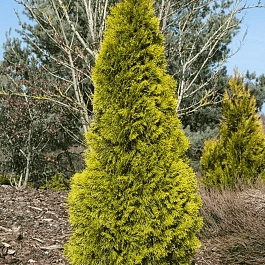 Туя западная Golden Smaragd