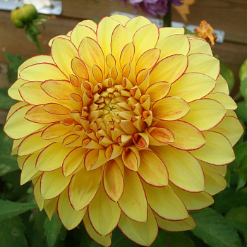 Георгина Декоративная Лейк Онтарио