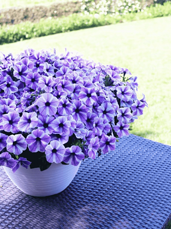 Петуния Sweetunia Starfish (Кашпо)