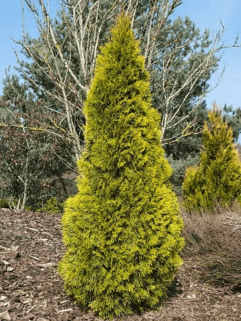 Туя западная Golden Smaragd