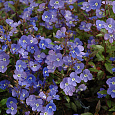 Вероника (Змеиная трава) цветоножковая Georgia Blue