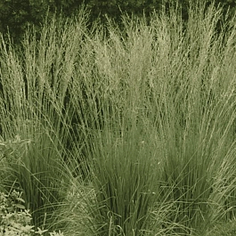 Молиния голубая Dauerstrahl