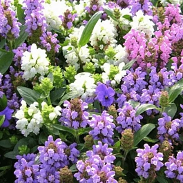 Прунелла крупноцветковая Пагода смесь