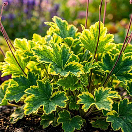Камнеломка городская Variegata