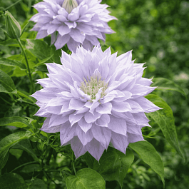 Клематис гибридный Belle of Woking