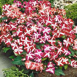 Бальзамин Баланс Стар Бальзамин Баланс Стар