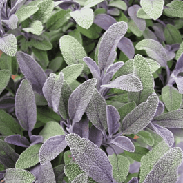 Шалфей лекарственный Purple beauty