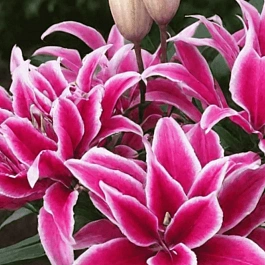 Лилия Roselily Thalissa