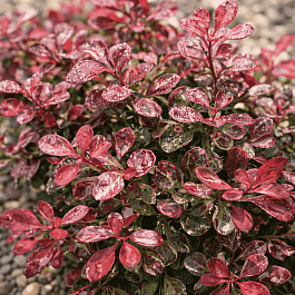 Барбарис Тунберга Rosetta