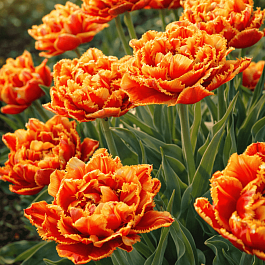 Тюльпан Esprit