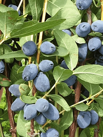 Жимолость плодовая Giant's Heart