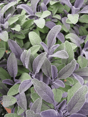 Шалфей лекарственный Purple beauty