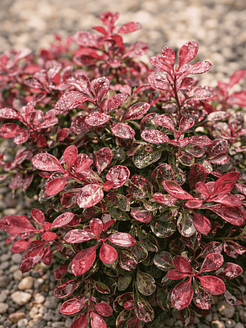 Барбарис Тунберга Rosetta
